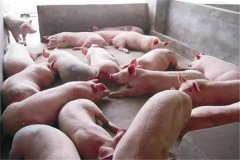 育肥豬不吃食是什么原因，豬不吃食怎么辦？