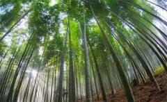 毛竹的生長(zhǎng)特點(diǎn)，毛竹的變種、變型及品種簡(jiǎn)介
