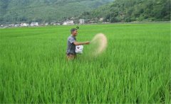 水稻生產(chǎn)為什么要多施鉀肥，水稻怎么施用鉀肥