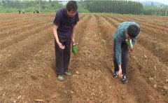 豇豆苗期如何管理？如何確定豇豆的移栽苗齡？