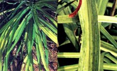 黃花菜病毒病危害癥狀！如何防治黃花菜病毒病
