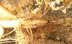 怎樣防治黃花菜根腐病，發(fā)病原因是什么？