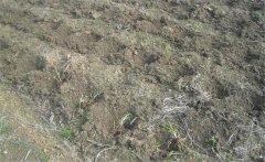 怎樣給黃花菜施肥？黃花菜不同生長(zhǎng)期施什么肥