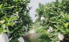 蓮霧種植為什么要套袋？蓮霧的套袋方法是什么