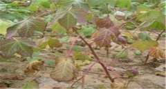 棉花莖枯病的發(fā)病癥狀！棉花莖枯病防治農(nóng)藥！