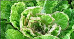 大白菜爛心是怎樣回事 大白菜已爛心還能吃嗎？