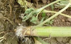 如何預(yù)防向日葵細(xì)菌性莖腐病，用什么藥防治？