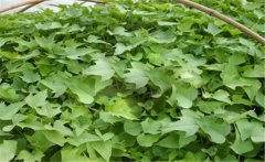 甘薯的原產(chǎn)地是哪里？甘薯和紅薯有什么區(qū)別？