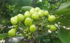 櫻桃膨果期是什么時候，櫻桃膨果期管理要點(diǎn)