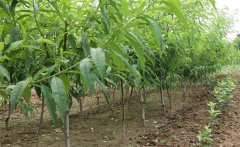 怎樣種植黃桃？種植黃桃樹(shù)幾年可以掛果