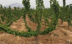 櫻桃如何施肥？大櫻桃的需肥特點(diǎn)與施肥原則
