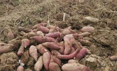甘薯、甜豌豆高效栽培新模式