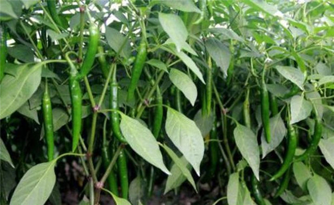 辣椒盛果重高鉀，花多豐產(chǎn)滿地紅