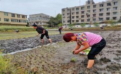 記住西瓜種植的訣竅，可讓西瓜大圓甜掉牙！