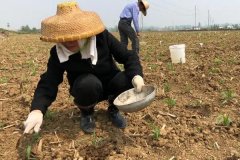 種植玉米怎么施底肥好，玉米為什么會(huì)長杈子