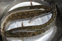 黑魚(yú)最大能長(zhǎng)多少斤，黑魚(yú)與鯰魚(yú)有什么區(qū)別