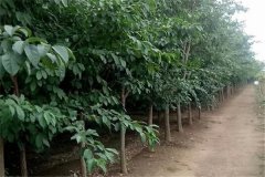 流蘇樹是什么樹、幾年開花 流蘇樹的寓意和象征