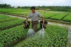 施用沖施肥的優(yōu)點，怎樣沖施肥料不浪費？