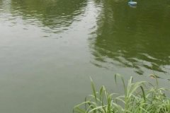 魚塘水變綠是怎么回事、怎么處理 對魚有影響嗎