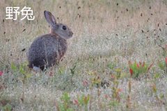 養(yǎng)野兔犯法嗎？養(yǎng)野兔子要注意什么？