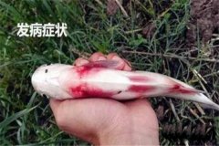 草魚出血病怎么治療，有哪些癥狀？