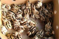 鵪鶉育雛技術(shù)要點(diǎn)：育雛濕度、溫度與密度要求