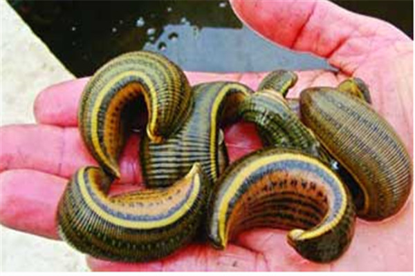 水蛭的生物學(xué)特性、繁殖特性