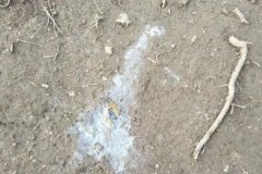 雞拉稀是什么原因引起的，雞拉稀用什么藥治療