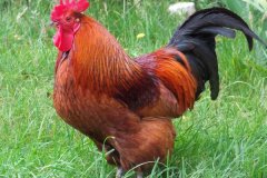 公雞打鳴的原因是什么，怎么制止公雞打鳴
