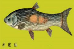 養(yǎng)殖魚類怎樣防治赤皮?。咳绾晤A(yù)防？