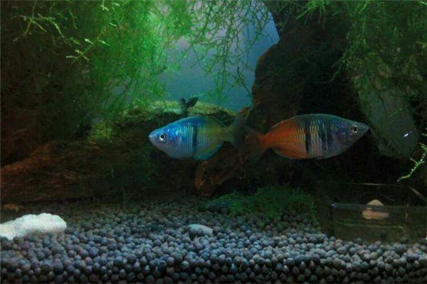 澳洲彩虹魚(yú)如何養(yǎng)殖