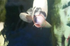 魚池如何防治白頭白嘴??？怎樣預防？