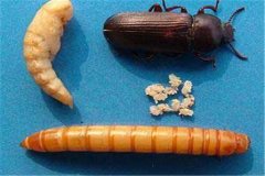 黃粉蟲卵、幼蟲、蛹和成蟲的形態(tài)特征介紹