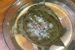 怎樣防治甲魚白斑??？