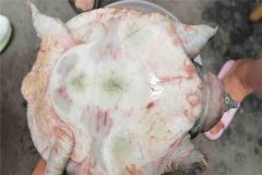 怎樣防治甲魚腐皮病，其癥狀表現(xiàn)如何？