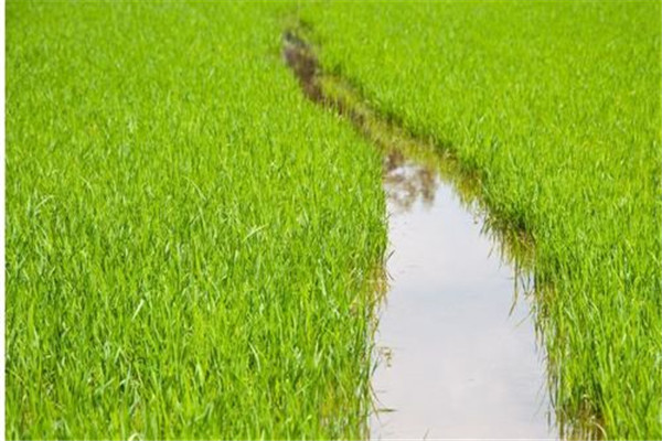 水稻前期、中期和后期的濕潤(rùn)灌溉技術(shù)