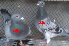 怎樣挑選優(yōu)良的鴿子 鴿子年齡、雌雄的鑒別方法