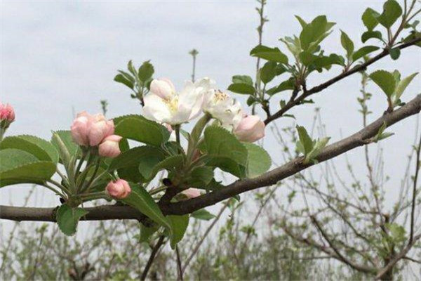 如何讓蘋果樹提早結(jié)果、提前結(jié)果