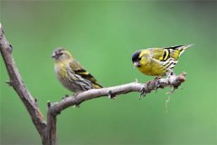 怎樣飼養(yǎng)黃雀？黃雀的雌雄鑒別與選購標(biāo)準(zhǔn)