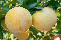 奈李產(chǎn)地是哪里，奈李什么時候成熟上市？