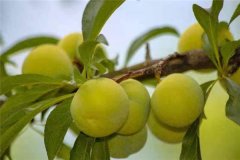 蜂糖李產(chǎn)地在哪里？適合在哪些地區(qū)種植？