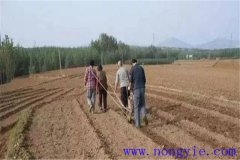 小麥種子畝用量是多少，播種前需不需要泡水
