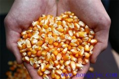 隔年的玉米種子還能發(fā)芽嗎？玉米畝用多少種子