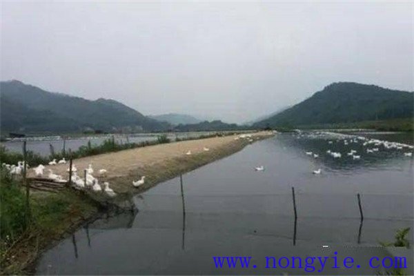 魚(yú)、鵝綜合養(yǎng)殖的模式