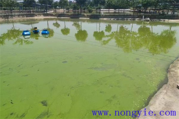 魚(yú)塘應(yīng)用光合細(xì)菌菌液的注意事項(xiàng)