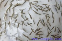 怎樣高效益養(yǎng)殖異育銀鯽 其魚(yú)苗魚(yú)種如何培育？