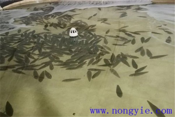 餓 ，即停喂飼料