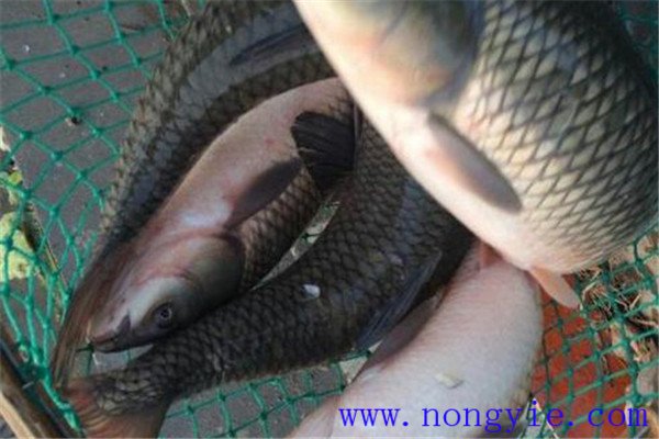 草魚(yú)、青魚(yú)親魚(yú)秋培技術(shù)與方法