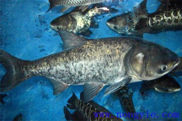 鰱魚(yú)、鳙魚(yú)親魚(yú)秋培技術(shù)與方法