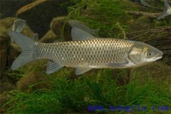 適于農(nóng)村養(yǎng)殖的魚類有哪些？